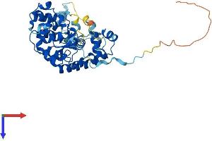 AlphaFold protein structure predicition of Human Recombinant EBLN1 Protein, UniprotID P0CF75 (EBLN1 Protein (AA 1-366) (His tag))
