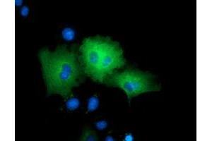 Immunofluorescence (IF) image for anti-rho GTPase Activating Protein 25 (ARHGAP25) antibody (ABIN1496708) (ARHGAP25 antibody)
