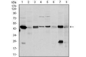 Western blot analysis using ASS1 mouse mAb against A431 (1), RAJI (2), MOLT4 (3), Jurkat (4), A549 (5), NIH/3T3 (6), PC-12 (7) and Cos7 (8) cell lysate.