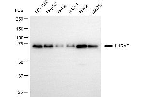 anti-Interleukin 1 Receptor Accessory Protein (IL1RAP) antibody