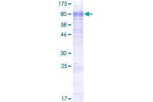 SLC13A3 Protein (AA 1-602) (GST tag)