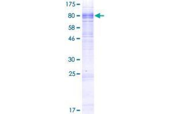 SLC13A3 Protein (AA 1-602) (GST tag)