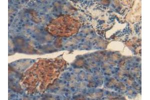 IHC-P analysis of Mouse Pancreas Tissue, with DAB staining. (Insulin antibody  (AA 25-54, AA 90-110))