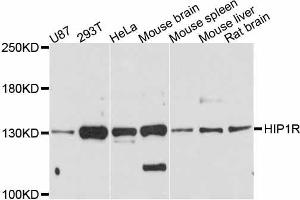 Western blot analysis of extracts of various cell lines, using HIP1R antibody. (HIP1R antibody  (AA 300-600))