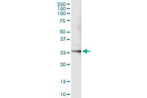 Immunoprecipitation of JUNB transfected lysate using anti-JUNB MaxPab rabbit polyclonal antibody and Protein A Magnetic Bead , and immunoblotted with JUNB MaxPab mouse polyclonal antibody (B01) . (JunB antibody  (AA 1-347))