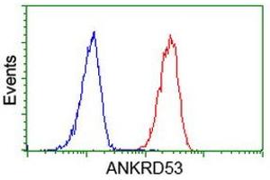 Image no. 2 for anti-Ankyrin Repeat Domain 53 (ANKRD53) (AA 1-300) antibody (ABIN1490722) (ANKRD53 antibody  (AA 1-300))