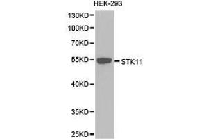 Western Blotting (WB) image for anti-serine/threonine Kinase 11 (STK11) antibody (ABIN1874978) (LKB1 antibody)