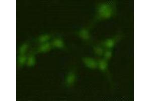 Immunocytochemistry (ICC) image for anti-Protein Arginine Methyltransferase 5 (PRMT5) antibody (ABIN1854966) (PRMT5 antibody)