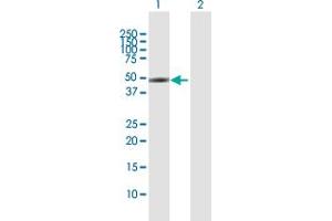 Western Blot analysis of SLC16A1 expression in transfected 293T cell line by SLC16A1 MaxPab polyclonal antibody.