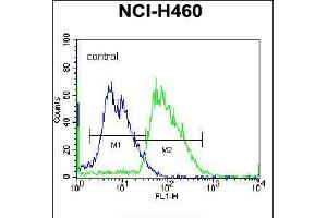 Flow cytometric analysis of NCI-H460 cells (right histogram) compared to a negative control cell (left histogram). (MINPP1 antibody  (C-Term))
