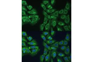 Immunofluorescence (IF) image for anti-Eukaryotic Translation Initiation Factor 3, Subunit D (EIF3D) (AA 1-240) antibody (ABIN6140057)