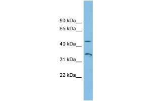 WB Suggested Anti-RHBG Antibody Titration: 0.