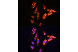 Immunofluorescence (IF) image for anti-Milk Fat Globule-EGF Factor 8 Protein (MFGE8) (AA 1-200) antibody (ABIN6143792)