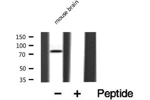 Western blot analysis of extracts from mouse Brian, using DCLK2 antibody. (DCLK2 antibody  (N-Term))