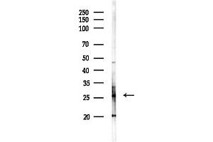 anti-RAB33B, Member RAS Oncogene Family (RAB33B) (Internal Region) antibody