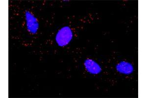 Proximity Ligation Analysis of protein-protein interactions between PKM2 and ARAF. (PKM2 antibody  (AA 1-531))