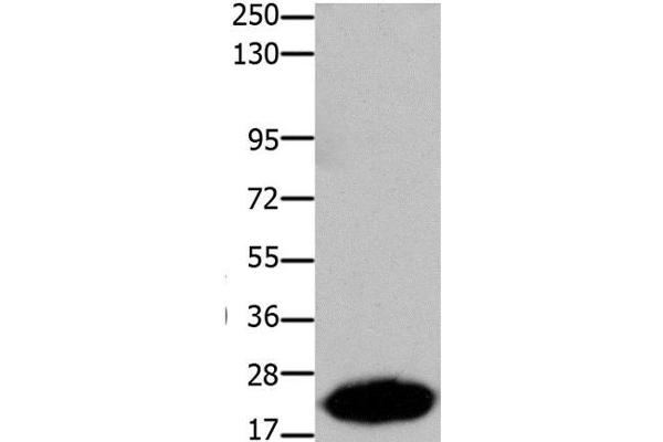 Claudin 7 antibody