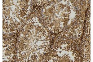 ABIN6277584 at 1/100 staining Mouse testis tissue by IHC-P. (GLUL antibody  (C-Term))