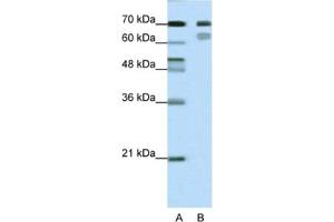 Western Blotting (WB) image for anti-Transcription Factor 3 (E2A Immunoglobulin Enhancer Binding Factors E12/E47) (TCF3) antibody (ABIN2461685)