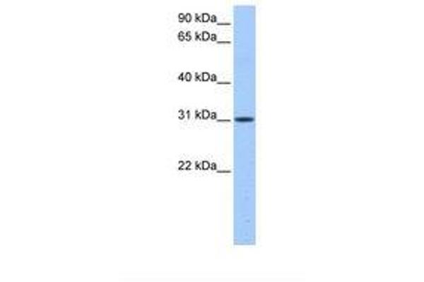 HUS1B antibody  (N-Term)