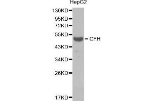 Western blot analysis of extracts of HepG2 cell line, using CFH antibody. (Complement Factor H antibody  (AA 20-270))