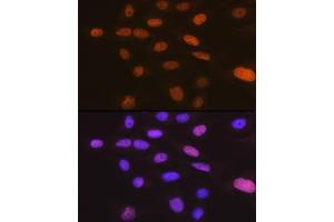 Immunofluorescence (IF) image for anti-TAR (HIV-1) RNA Binding Protein 2 (TARBP2) antibody (ABIN7270729)