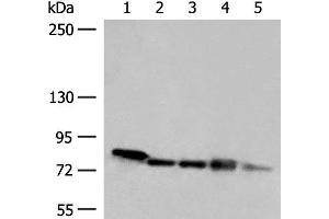 Western blot analysis of 293T HepG2 A172 cell Mouse heart tissue Jurkat cell lysates using MCCC1 Polyclonal Antibody at dilution of 1:300 (MCCC1 antibody)