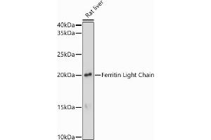 Western blot analysis of extracts of Rat liver, using Ferritin Light Chain antibody (ABIN6133515, ABIN6140791, ABIN6140792 and ABIN6218871) at 1:1000 dilution. (FTL antibody  (AA 1-175))