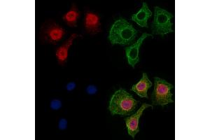 ABIN7094569 and ABIN7098618 staining HepG2 cells by IF/ICC.