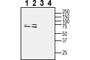 anti-G Protein-Coupled Receptor 31 (GPR31) (AA 153-169), (Extracellular) antibody