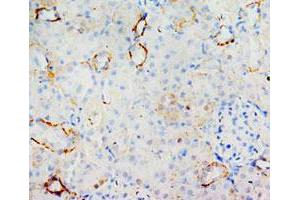 Immunohistochemical analysis of paraffin-embedded rat kidney sections, stain MIF in cytoplasm DAB chromogenic reaction.