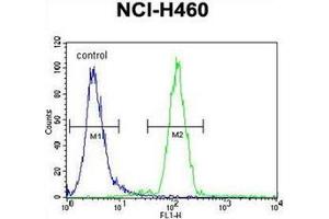 Flow Cytometry (FACS) image for anti-Fucosyltransferase 4 (Alpha (1,3) Fucosyltransferase, Myeloid-Specific) (FUT4) (AA 502-530), (C-Term) antibody (ABIN952398)