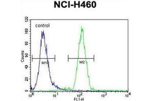 Flow cytometric analysis of NCI-H460 cells using FUT4 Antibody (C-term) Cat. (CD15 antibody  (C-Term))