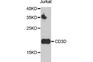 Western blot analysis of extracts of Jurkat cells, using CD3D antibody.