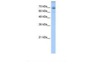 Image no. 1 for anti-Ligand of Numb-Protein X 1 (LNX1) (AA 431-480) antibody (ABIN320787) (LNX1 antibody  (AA 431-480))