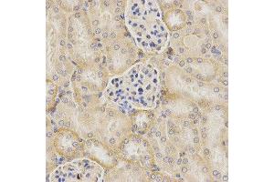 Immunohistochemistry (IHC) image for anti-Urotensin 2 (UTS2) antibody (ABIN1876522) (Urotensin 2 antibody)