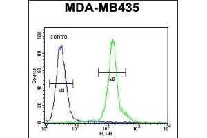 CLEC10A Antibody (N-term) (ABIN654515 and ABIN2844239) flow cytometric analysis of MDA-M cells (right histogram) compared to a negative control cell (left histogram). (CLEC10A antibody  (N-Term))