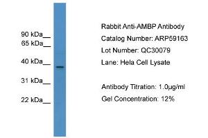 WB Suggested Anti-AMBP  Antibody Titration: 0. (AMBP antibody  (N-Term))