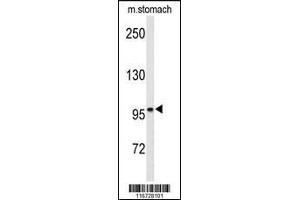 Western blot analysis of EphB3 Antibody in mouse stomach tissue lysates (35ug/lane)