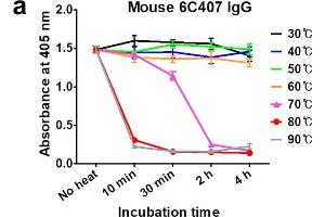 ELISA and SDS-PAGE analysis under thermal stress. (Rabbit anti-Mouse IgG (Fc Region) Antibody (Alkaline Phosphatase (AP)))