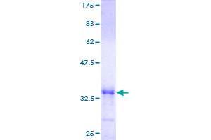 GSTM3 Protein (AA 1-65) (GST tag)