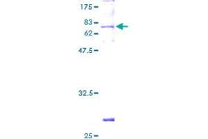 CPA1 Protein (AA 1-419) (GST tag)