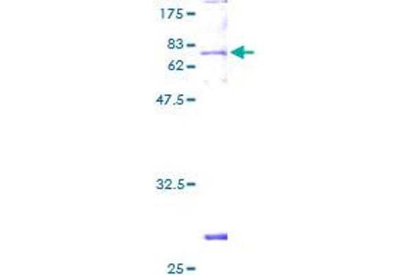 CPA1 Protein (AA 1-419) (GST tag)