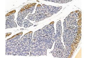 ABIN7096181 and ABIN7100243 at 1/100 staining rat pancreatic tissue by IHC-P.