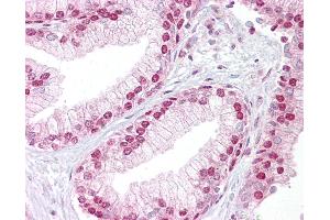 Anti-TCEA1 antibody IHC of human prostate. (TCEA1 antibody  (AA 71-120))