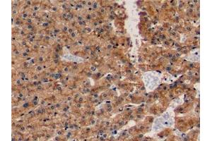 Detection of APOE in Porcine Liver Tissue using Polyclonal Antibody to Apolipoprotein E (APOE) (APOE antibody  (AA 16-175))