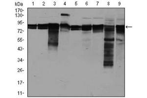 Western Blotting (WB) image for anti-Eukaryotic Translation Initiation Factor 4B (EIF4B) antibody (ABIN1107074) (EIF4B antibody)