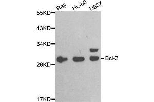 Western blot analysis of extracts of various cell lines, using BCL2 antibody. (Bcl-2 antibody  (AA 81-131))