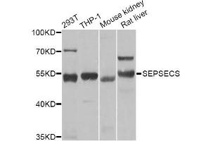 Western blot analysis of extracts of various cell lines, using SEPSECS Antibody (ABIN2559867) at 1:1000 dilution. (SEPSECS antibody)