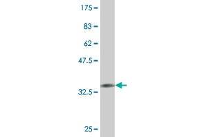 Western Blot detection against Immunogen (36. (ALAS1 antibody  (AA 1-98))
